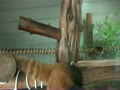 羽村市動物公園　レッサーパンダ　ソラ　Red panda Sora
